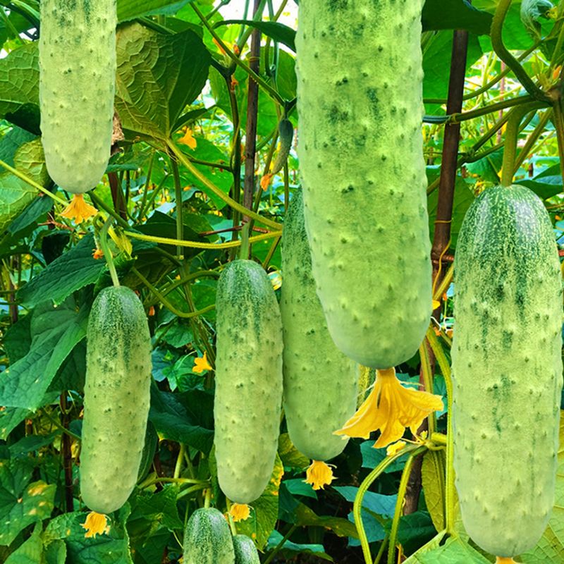 唐山秋瓜种子老品种旱黄瓜种籽庭院阳台春季夏秋季瓜果蔬菜种孑-Taobao Singapore