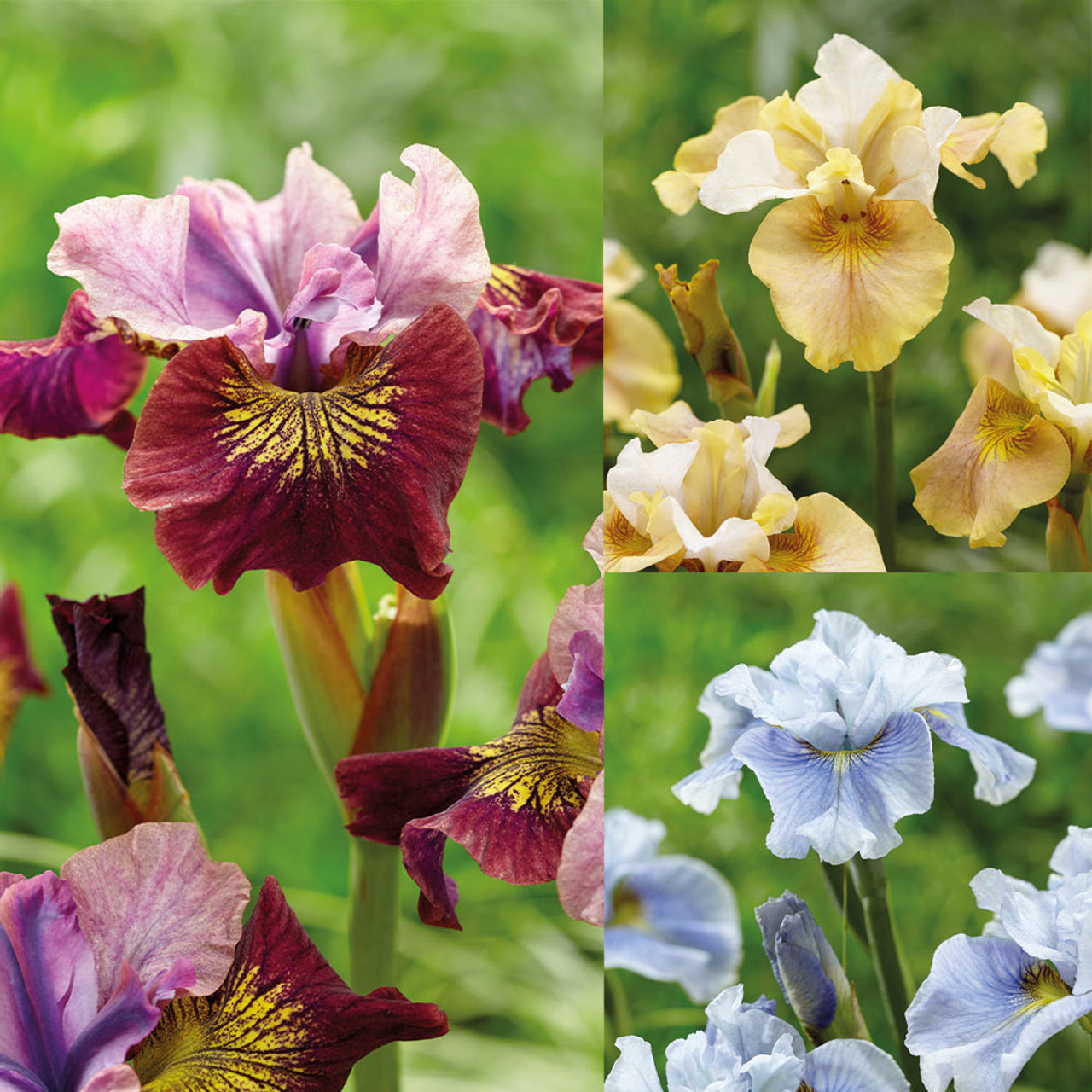 Iris sibirica 'Rare Collection'