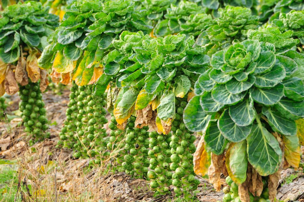 4 Things You Need to Know About Growing Brussels Sprouts – AgroThrive