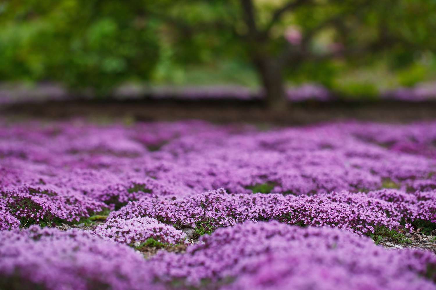 How to Grow and Care for a Creeping Thyme Lawn