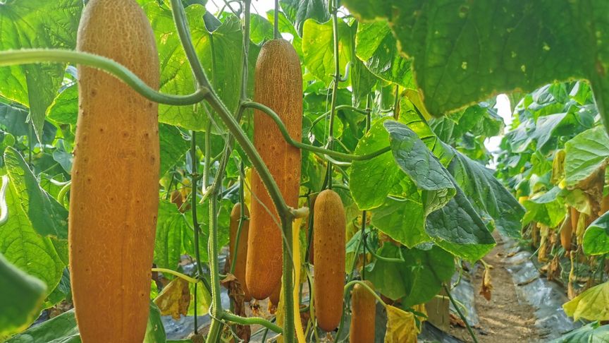 楹荤����榛���绉�妞�-瑗跨��瑙�棰���绱�