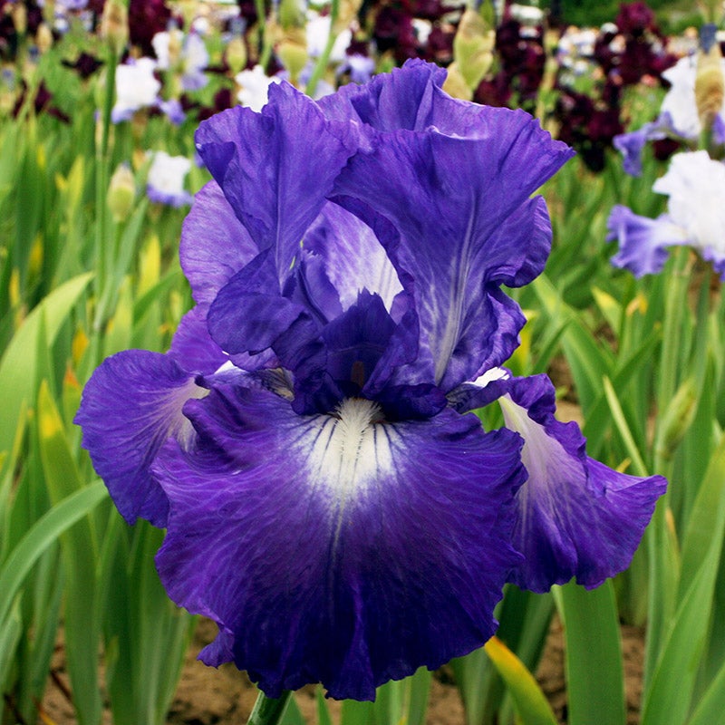 'Speed Limit' Reblooming Bearded Iris