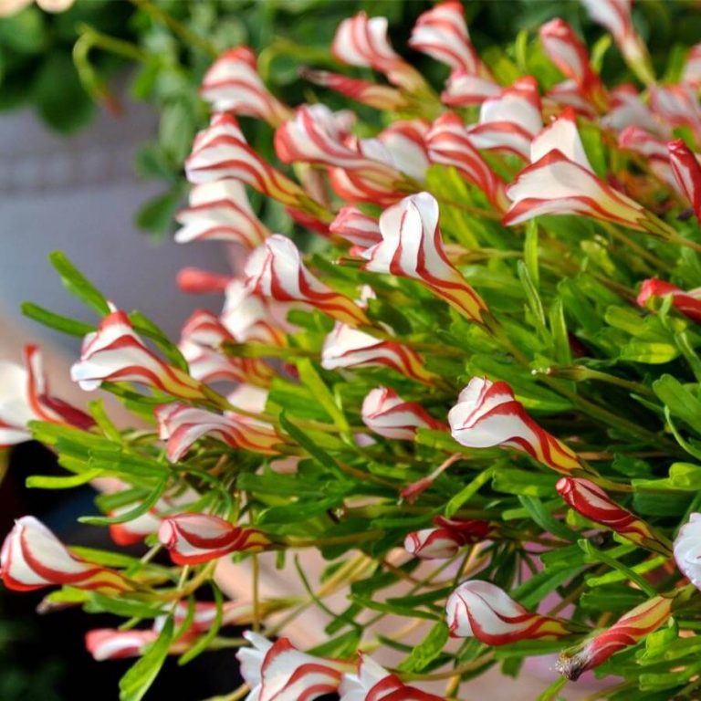 Oxalis Versicolor Seeds, Candy Cane Sorrel, 100pcspack – UrbanGardenSeed
