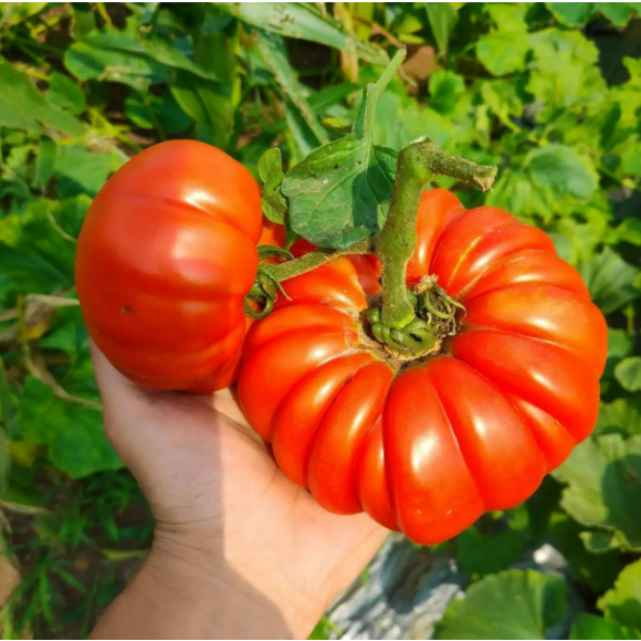 棣�韫�����绋�瀛����规�兼�ㄨ��- 2024骞�2��| 姣��规����澶�BigGo