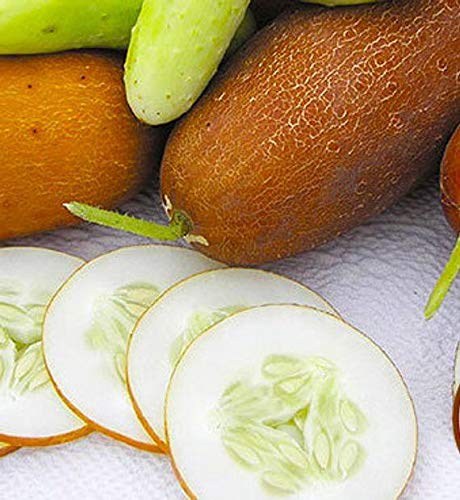 Amazon.com : Poona Kheera CUCUMBER SEEDS -OPEN-POLLINATED-Organic Non-GMO  -Cucumis sativus (25 seeds) : Patio, Lawn & Garden