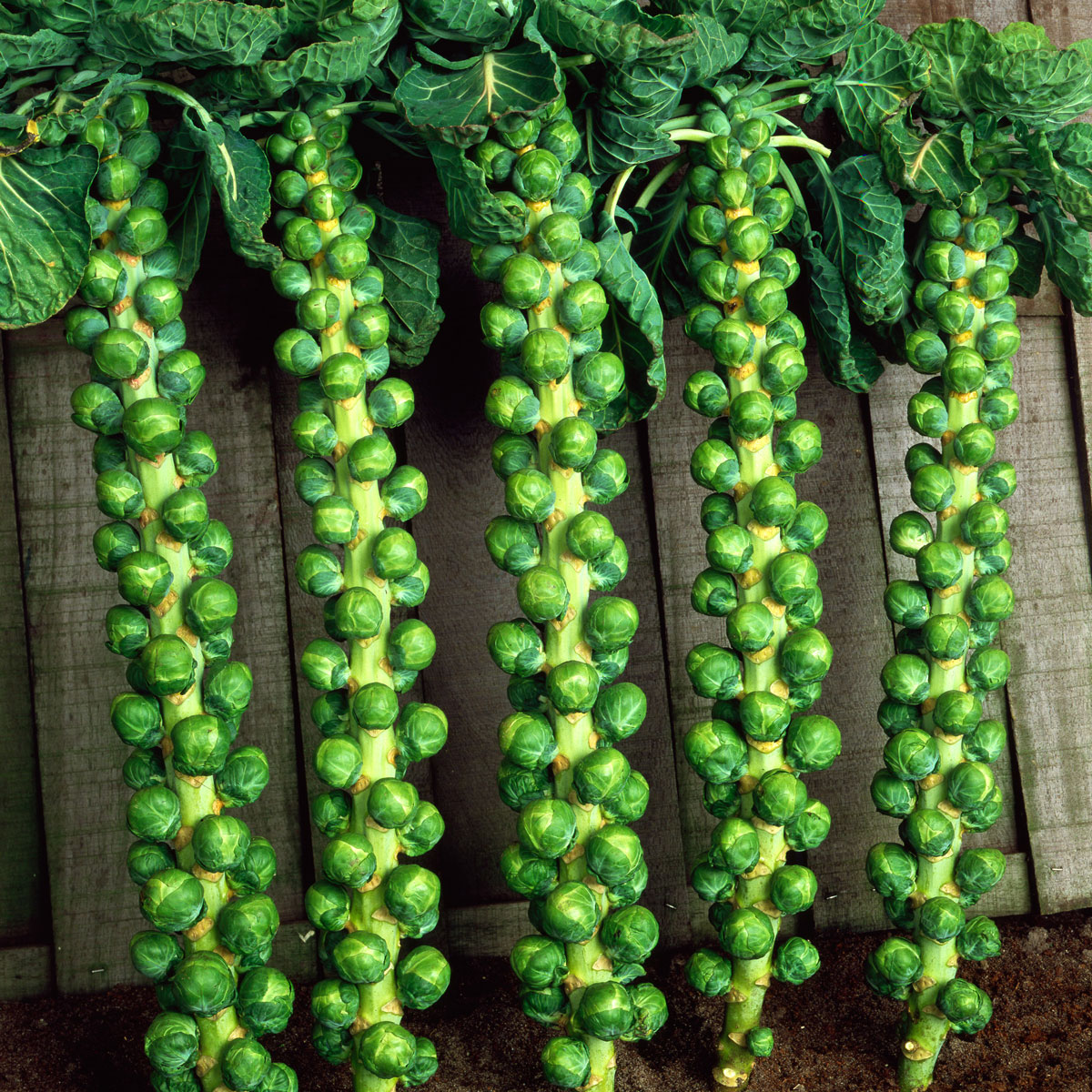 Brussels Sprout F1 Trafalgar | Pack of 15 Plug Plants