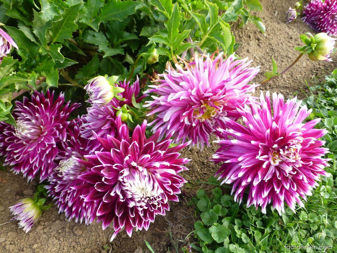 Photo Dahlia Vancouver - plant 1 | Garden-en.com