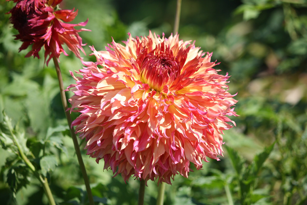 Dahlia Myrtle's Folly | Dahlia Myrtle's Folly | Flickr