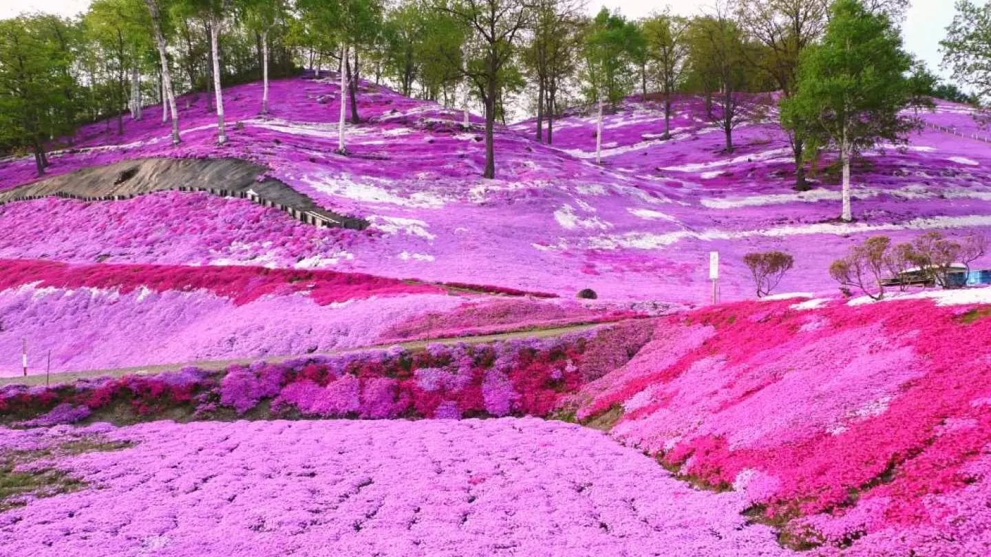 日本芝櫻精选商品- KKday