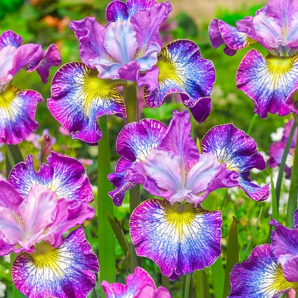 Spring Hill Nurseries How Audacious Siberian Iris, Dormant Bare Root  Perennial Starter Plants, with Multi-Colored Flowers(3-Pack) 70988 - The  Home Depot