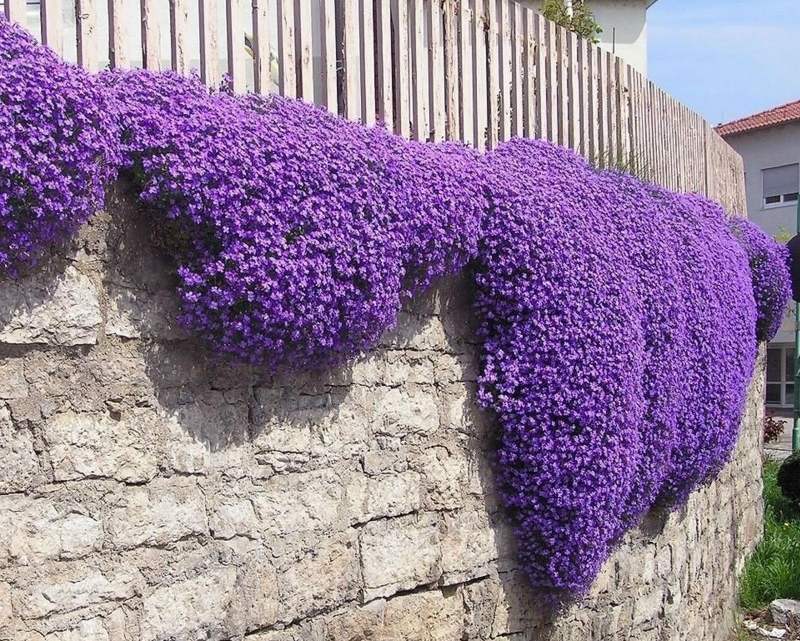 Purple Creeping Thyme Seeds (Thymus Serpyllum) - Cena: €1.95
