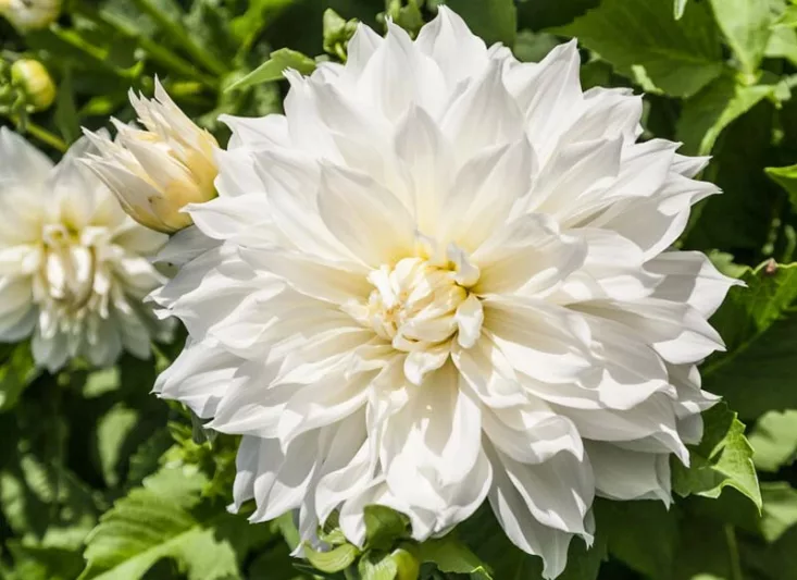 Dahlia 'Fleurel', Fleurel Dahlia, White Dahlia, Dinner Plate Dahlia, Decorative Dahlias,Dahlia Tubers, Dahlia Bulbs,
