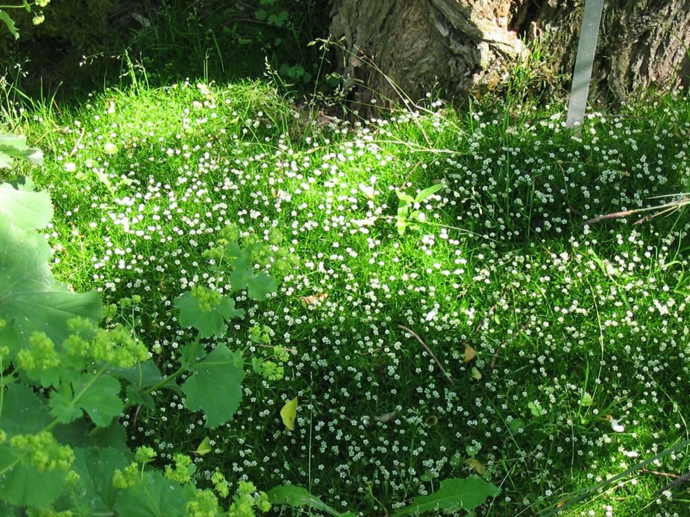 Sagina subulata 'Senior' - pot 9x9 cm