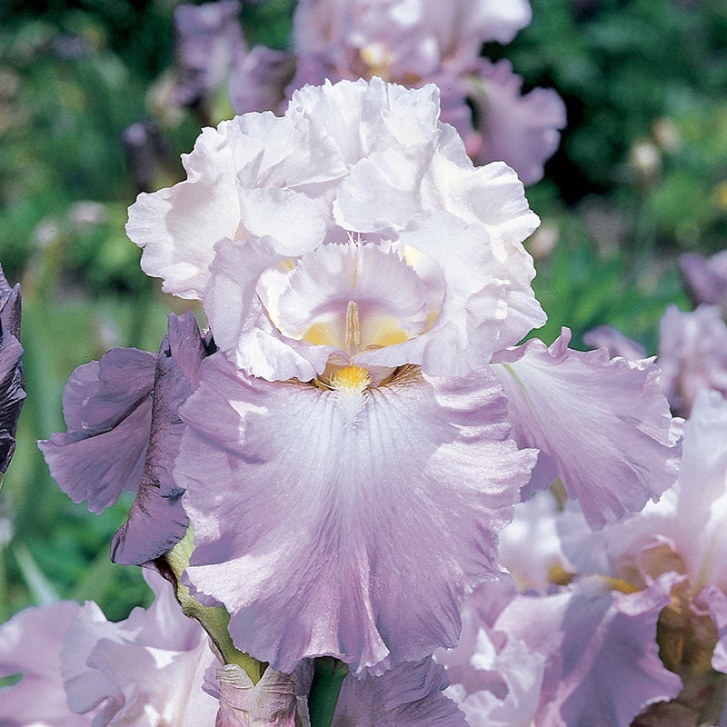 'Mother Earth' Reblooming Bearded Iris