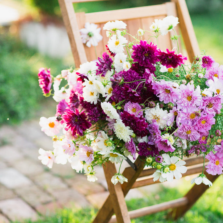 Cosmos Double Click Mix – Floret Library