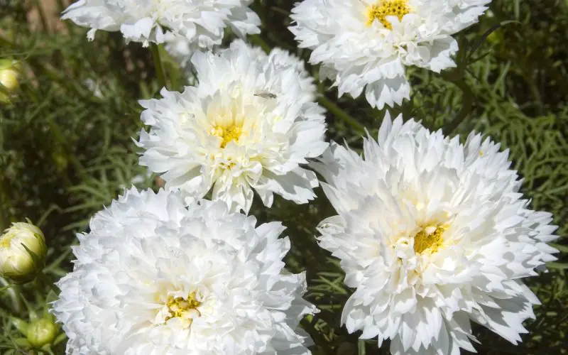 Double Click Snow Puff White Cosmos | Clause Home Garden