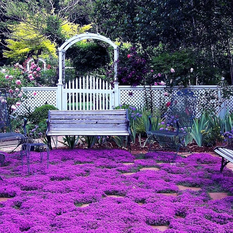Amazon.com : 20000+ Magic Purple Creeping Thyme Seeds for Planting Ground  Cover Plants Heirloom Flowers Perennial Thyme Non-GMO Thymus Serpyllum Seed  : Patio, Lawn & Garden