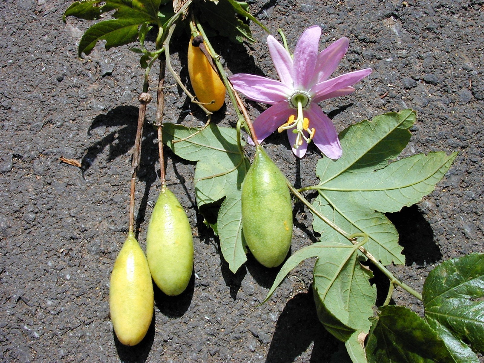 10 BANANA PASSION FRUIT Pink Passion Flower Passiflora Mollissima Yell ��  Seedville USA